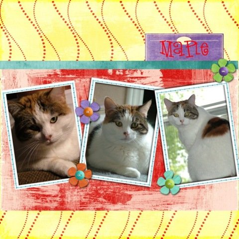 Maple-bdayblisskit (600 x 600)